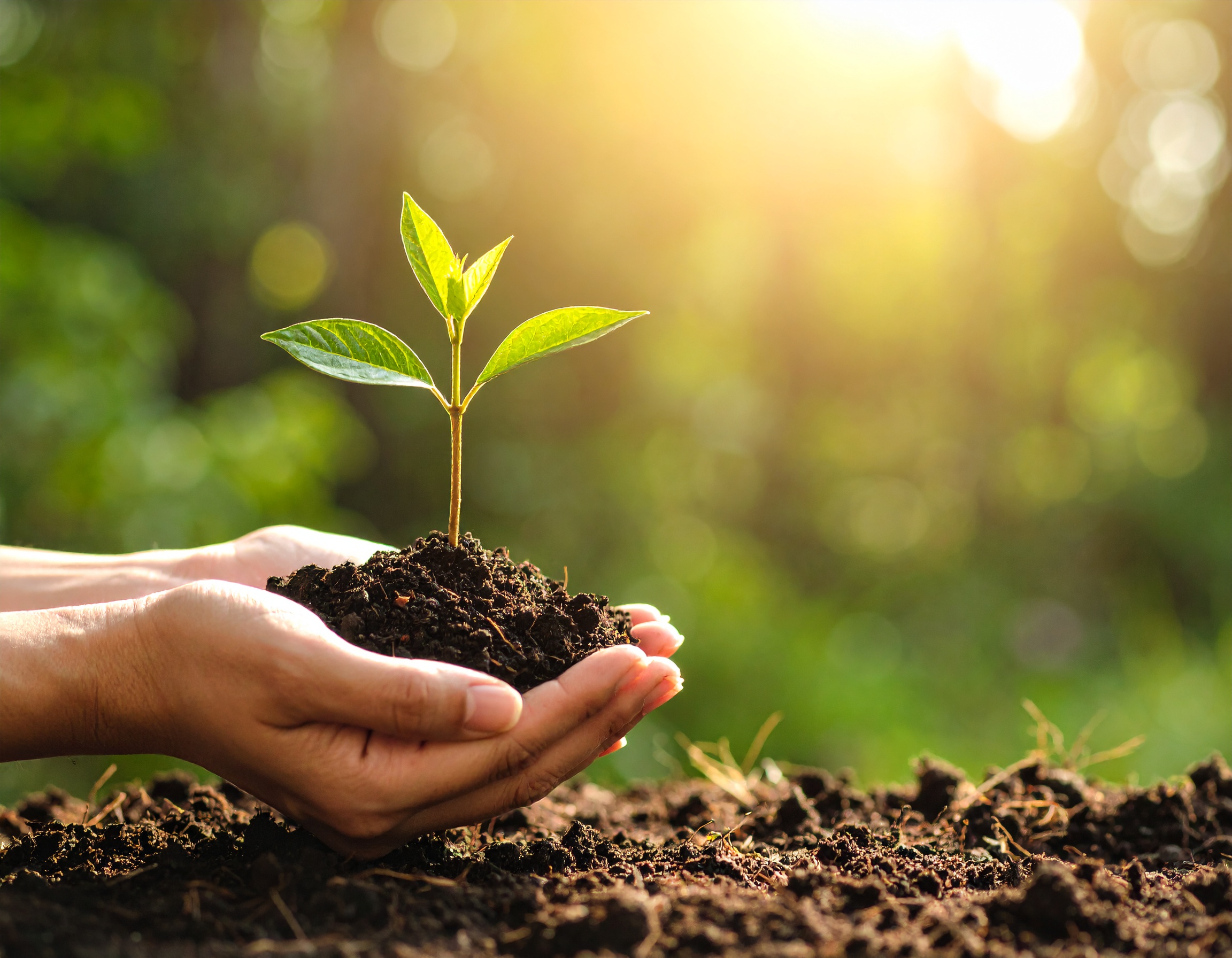 Un main porte une plante pour représenter la transition écologique